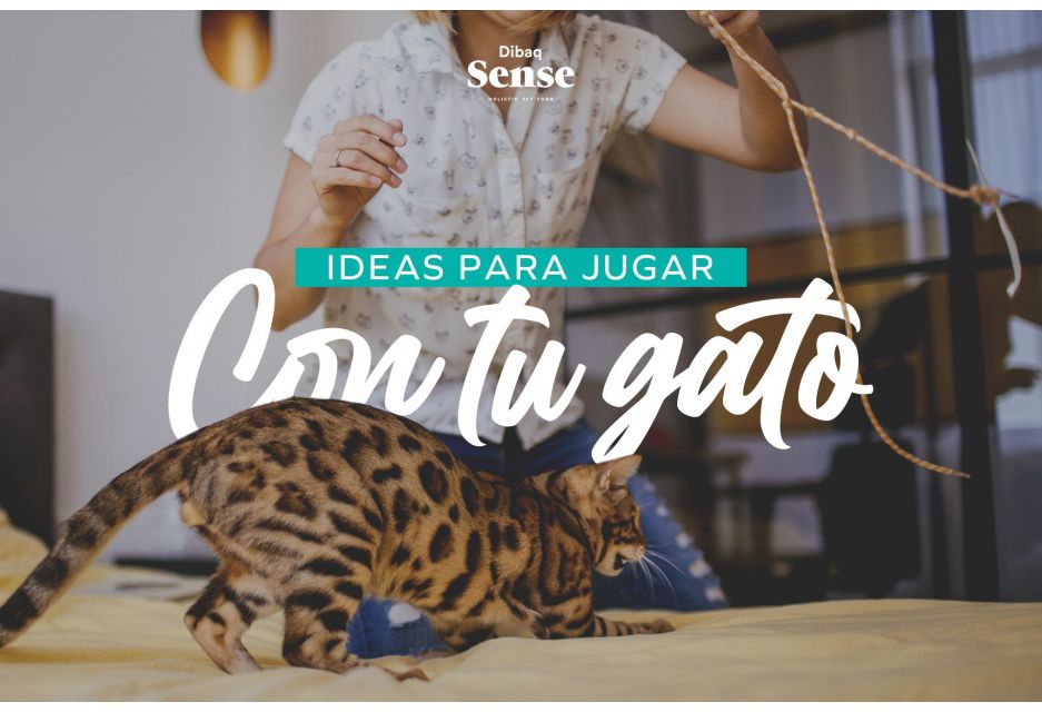 Ideas para jugar con tu gato